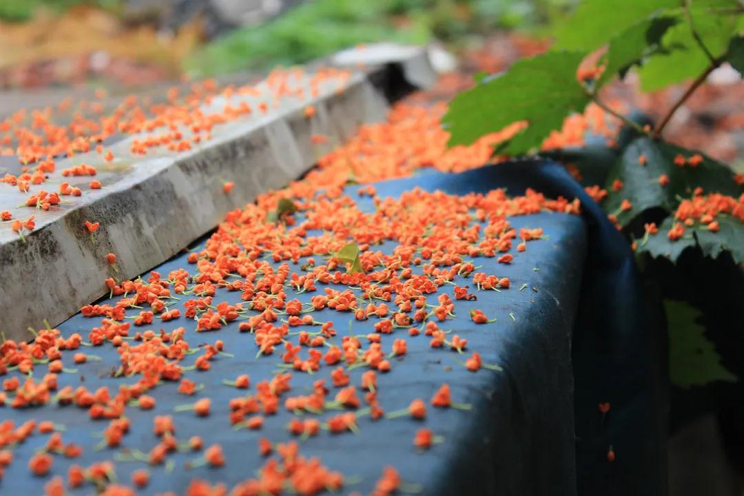 尋找秋日里的小美好！